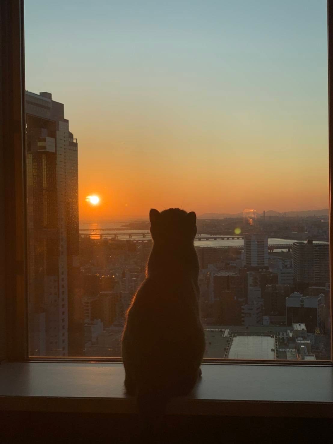 Cat watching the sunset over the city